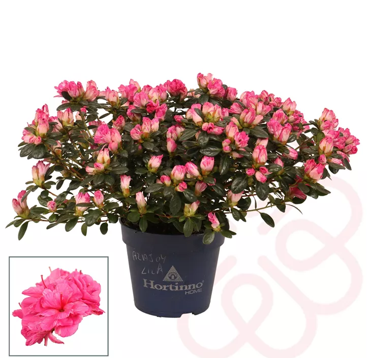 Zimmerazalee 'Hortinno® Quattro'