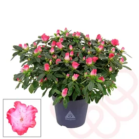 Rhododendron Hortinno Princess Pinky