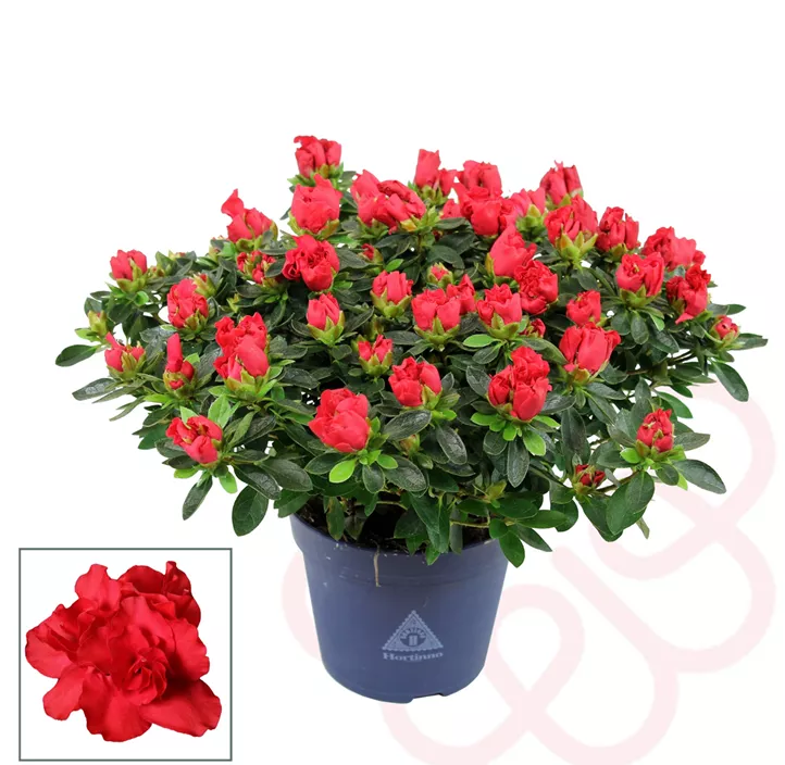 Zimmerazalee 'Hortinno® Quattro'