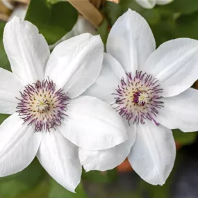 Clematis Miss Bateman