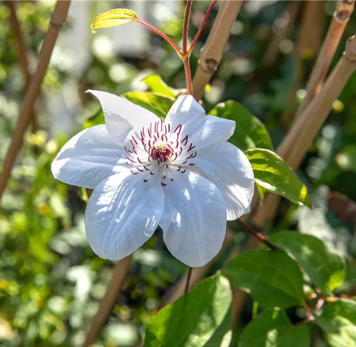 Waldrebe 'Miss Bateman'