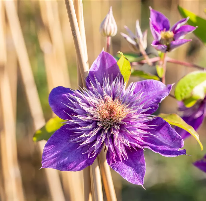 Waldrebe 'Multi Blue'