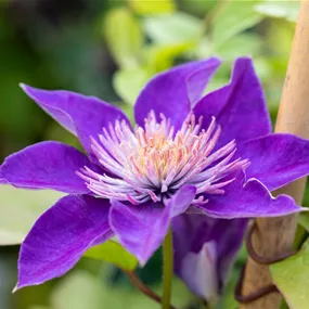 Clematis Multi Blue