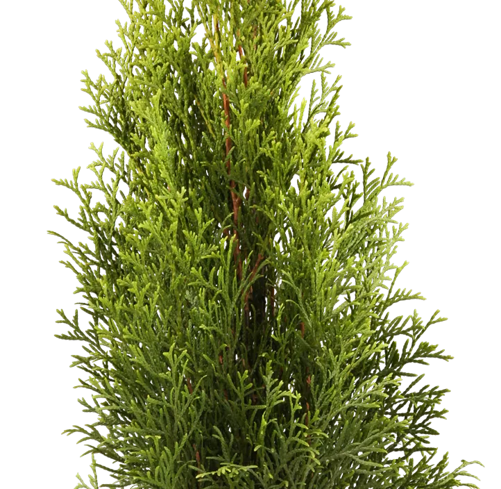 Thuja 'Smaragd'