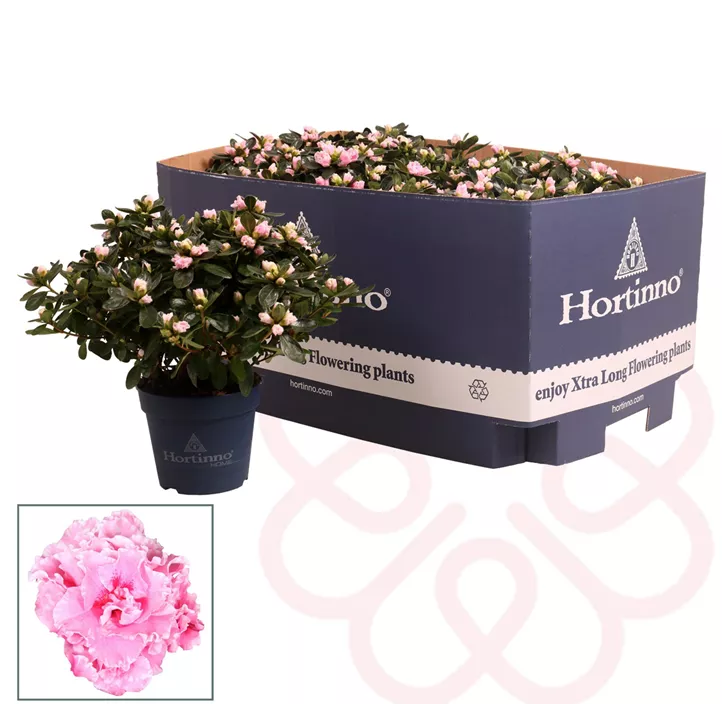 Zimmerazalee 'Hortinno® Quattro'