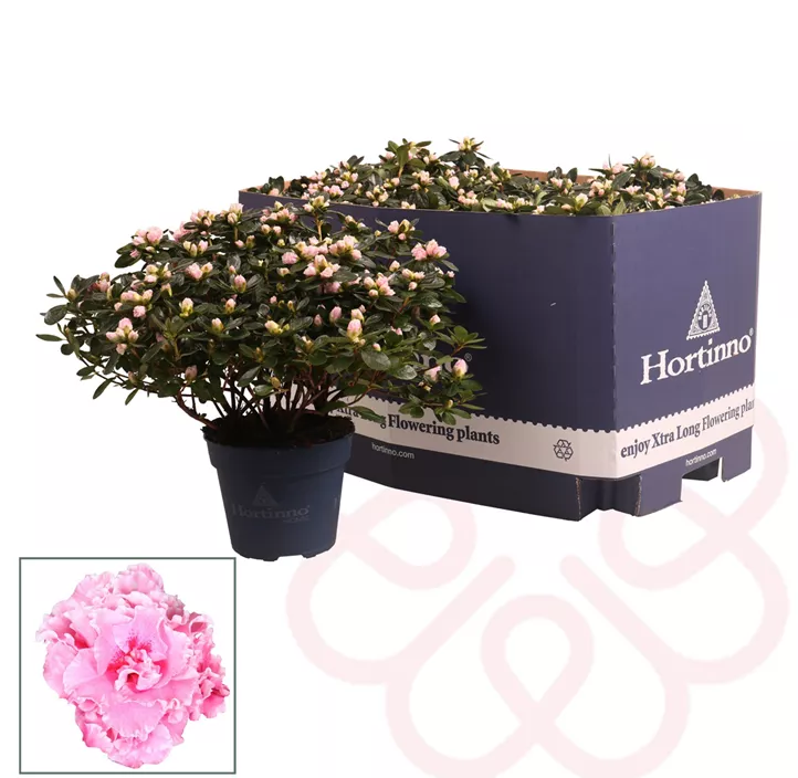 Zimmerazalee 'Hortinno® Quattro'