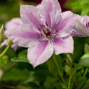 Clematis Nelly Moser