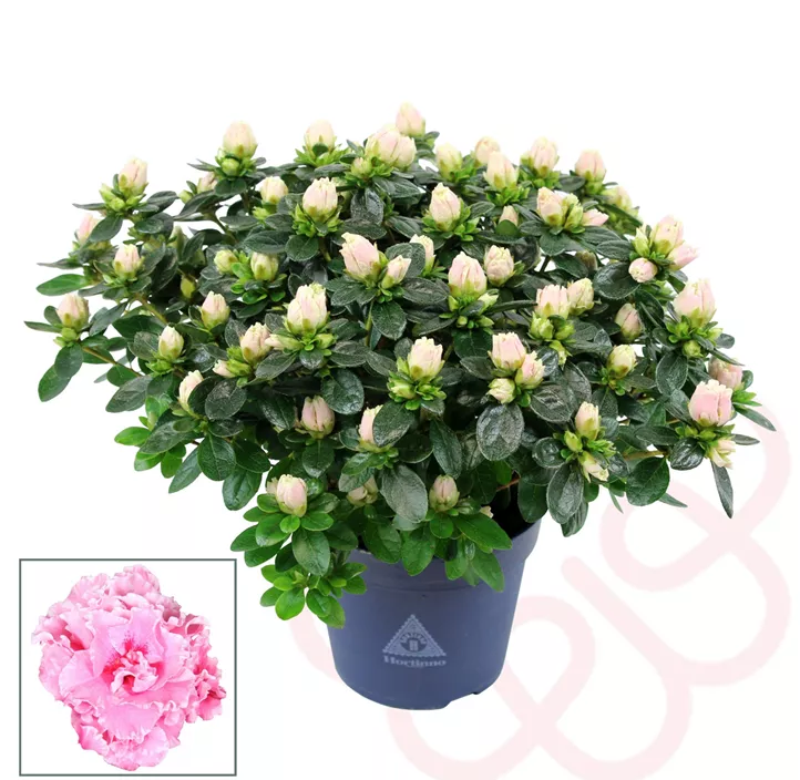 Zimmerazalee 'Hortinno® Quattro'