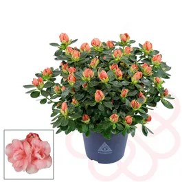 Rhododendron Hortinno Lime Peach