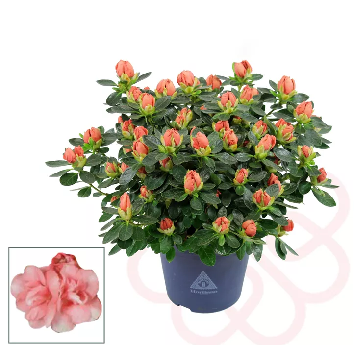 Zimmerazalee 'Hortinno® Quattro'