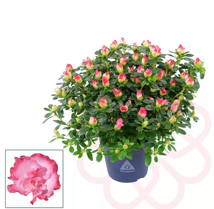 Zimmerazalee 'Hortinno® Quattro'