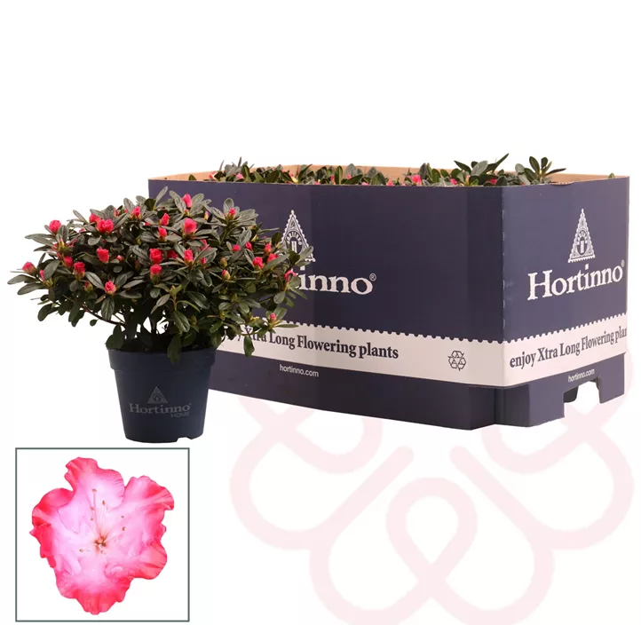 Zimmerazalee 'Hortinno® Quattro'