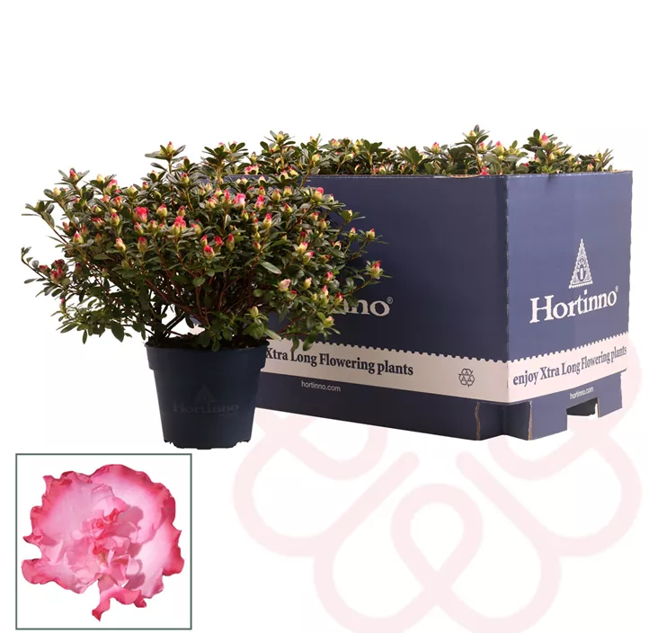 Zimmerazalee 'Hortinno® Quattro'