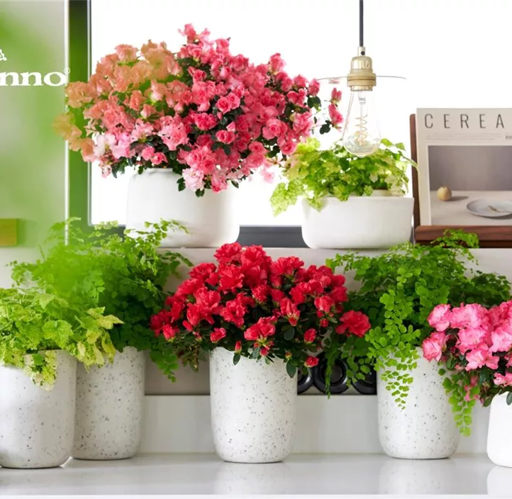 Zimmerazalee 'Hortinno® Quattro'