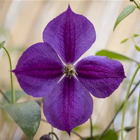 Clematis Star of India