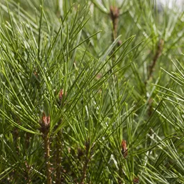 Pinus densiflora Alice Verkade