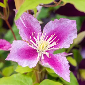 Clematis Piilu