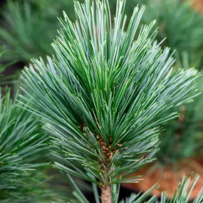 Pinus flexilis Vanderwolfs Pyramid
