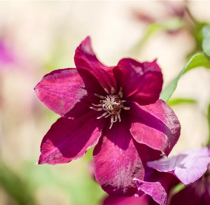 Waldrebe 'Rouge Cardinal'