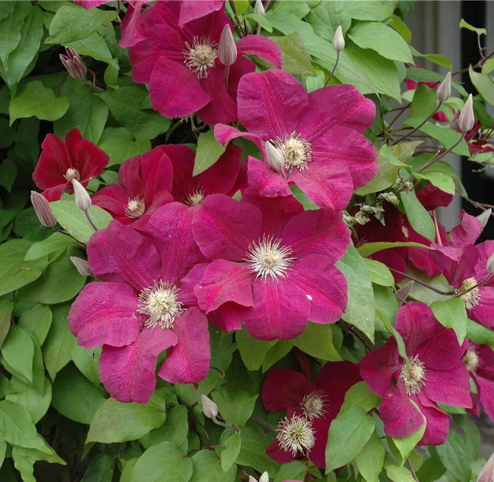 Waldrebe 'Rouge Cardinal'