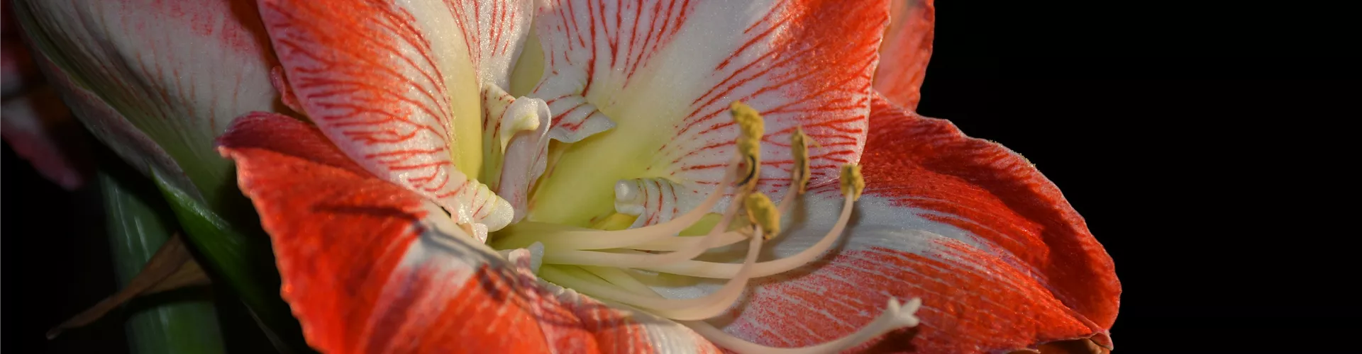 Adventkalender Wachs Amaryllis - Bellaflora