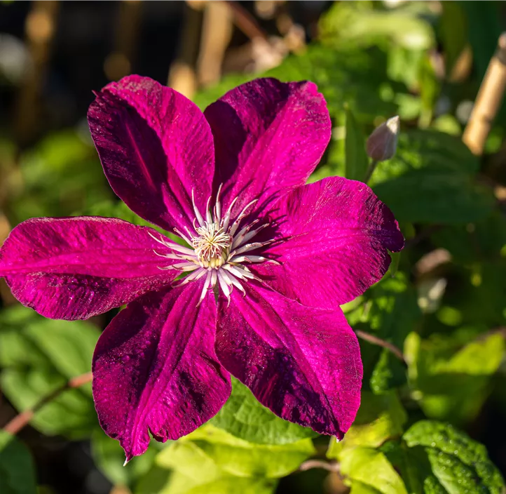 Waldrebe 'Rouge Cardinal'