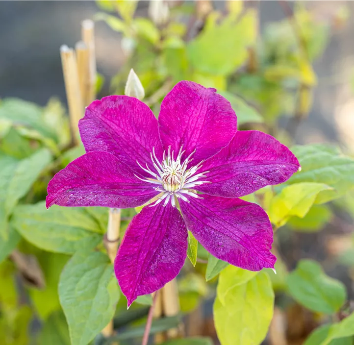 Waldrebe 'Rouge Cardinal'