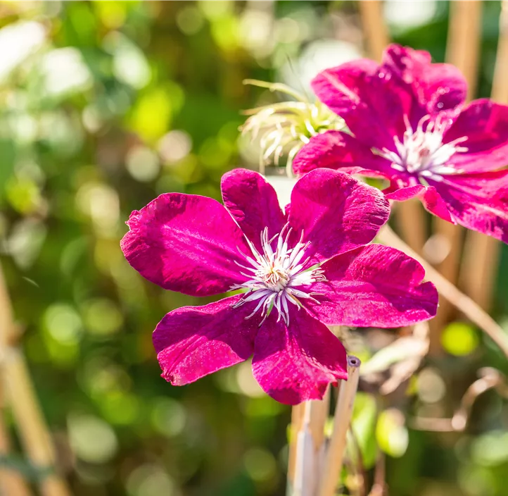 Waldrebe 'Rouge Cardinal'