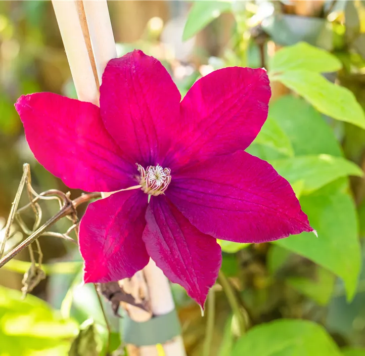 Waldrebe 'Rouge Cardinal'