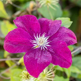 Clematis Rouge Cardinal