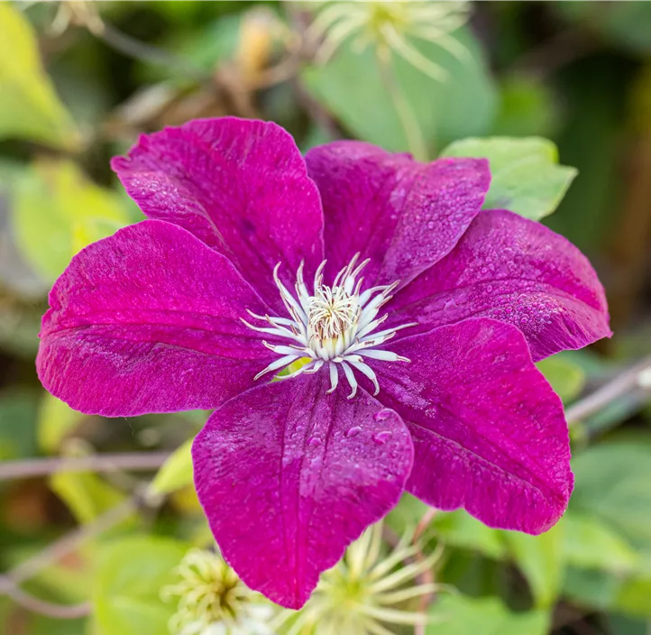 Waldrebe 'Rouge Cardinal'