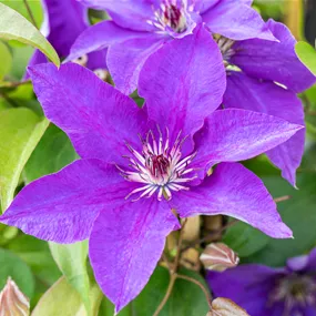 Clematis The President