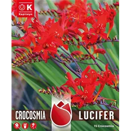 Crocosmia Lucifer