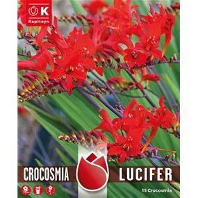 Crocosmia Lucifer