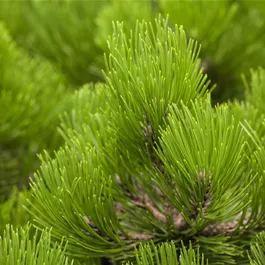 Pinus leucodermis Compact Gem