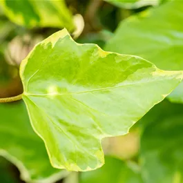 Hedera colchica Sulphur Heart