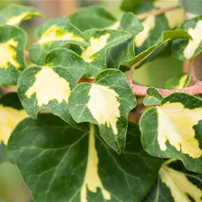 Hedera helix Goldheart