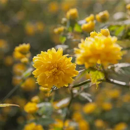 Kerria japonica Pleniflora