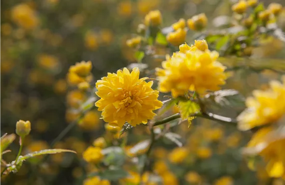 Kerria japonica 'Pleniflora'