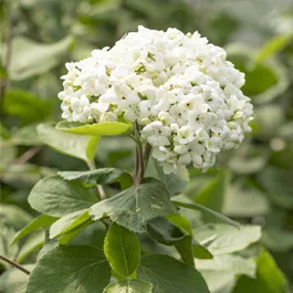 Viburnum carlcephalum