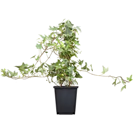 Hedera helix