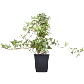 Hedera helix