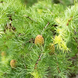 Larix kaempferi Diana