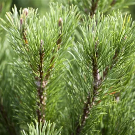 Pinus mugo Carsten's Wintergold