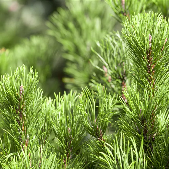 Pinus mugo 'Carsten´s Wintergold'