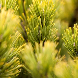 Pinus mugo Carstens Wintergold