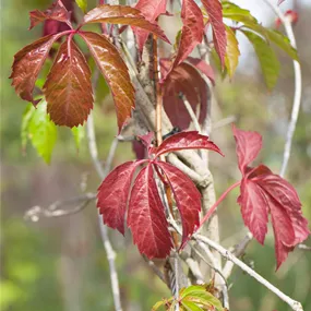 Parthenocissus Engelmannii