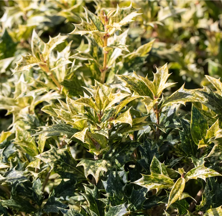 Stachelblättrige Duftblüte 'Tricolor'