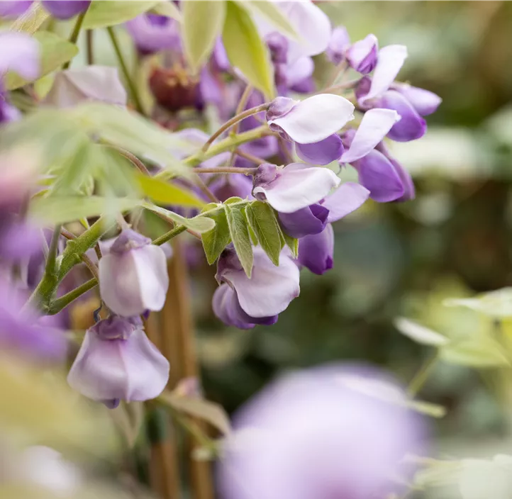 Chinesischer Blauregen 'Prolific'