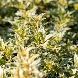 Osmanthus heterophyllus Tricolor